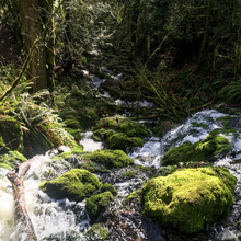 Creek running through woods on a trail